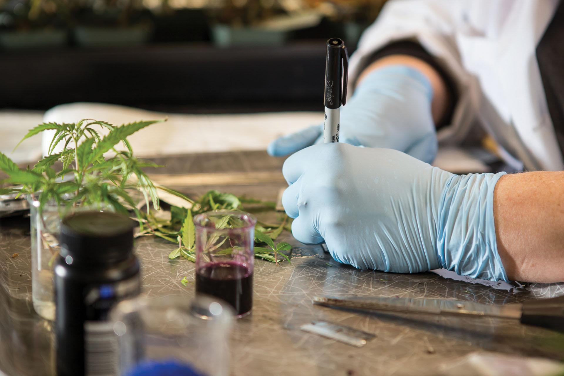 Cannabis plants sitting on a counter top.